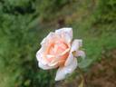 Mrs. Lovell Swisher rose photo