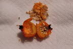 Sweet Hips rose photo