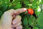 Sweet Hips rose photo