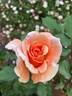 Fragrant Dream rose photo