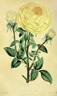 Smithii rose photo