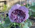 Blue Moonstone rose photo