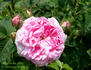 Coquette des Alpes rose photo
