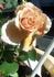 Julia's Rose, Cl. rose photo
