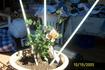 Julia's Rose, Cl. rose photo