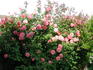 Soaring Flight rose photo