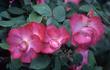 <i>Rosa macrantha</i> 'Dysterlohe' rose photo