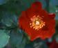 Flaming Star ® rose photo