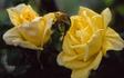 Golden Dawn, Cl. rose photo