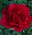 Christopher Stone rose photo