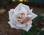 Oyster Pearl rose photo