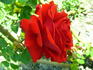Fluorescent ® rose photo