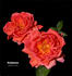 Bohémienne rose photo