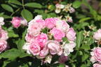 Frau Anna Pasquay rose photo