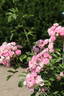 Frau Anna Pasquay rose photo