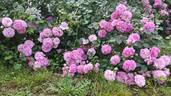 Lavender Lassie rose photo
