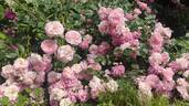 Lavender Lassie rose photo
