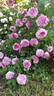 Président de Sèze rose photo