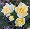 Butter Cream ™ rose photo