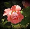 Regatta rose photo