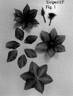 Elodi ™ clematis photo