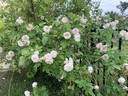 Clotilde Soupert, Cl. rose photo