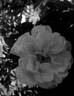 BORuiwhiva rose photo