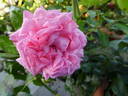 Mim's Rose rose photo