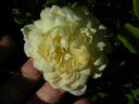 Out Of The Night ™ rose photo