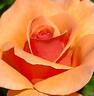 Nancy Reagan ™ rose photo