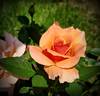 Nancy Reagan ™ rose photo