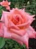Peach Beauty rose photo