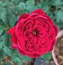 Strong Heart rose photo