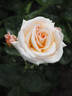 Circle of Life rose photo