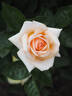Circle of Life rose photo