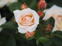 Circle of Life rose photo