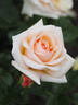 Circle of Life rose photo