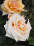 Circle of Life rose photo
