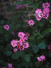 VISeureye rose photo
