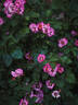 VISeureye rose photo