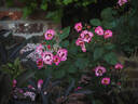 VISeureye rose photo