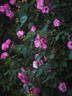 VISeureye rose photo