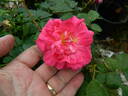 Joyberry rose photo