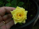 Golden Angel rose photo