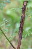 R. roxburghii hirtula rose photo