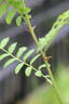 R. roxburghii hirtula rose photo