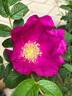 Berry-Bush™ Aurora ® rose photo