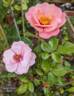 The Harper-Scott Rose rose photo