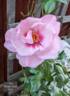 The Harper-Scott Rose rose photo