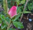 The Harper-Scott Rose rose photo